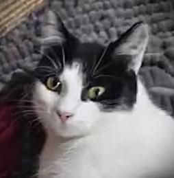 Edith (Edie), ADOPTABLE, Adult Female American Shorthair.