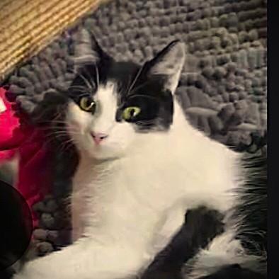 Edith (Edie), ADOPTABLE, Adult Female American Shorthair.