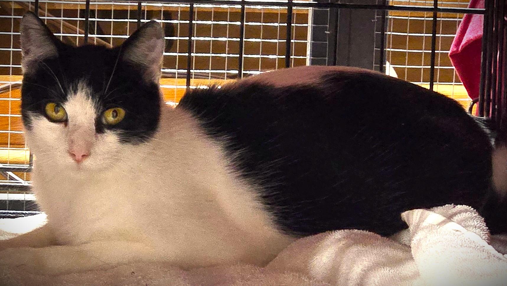 Enlarge Edith (Edie), a ADOPTABLE American Shorthair in Mankato, MN image 2/2