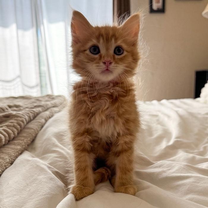 Merry (red), Adoptable, Kitten Male Domestic Medium Hair.