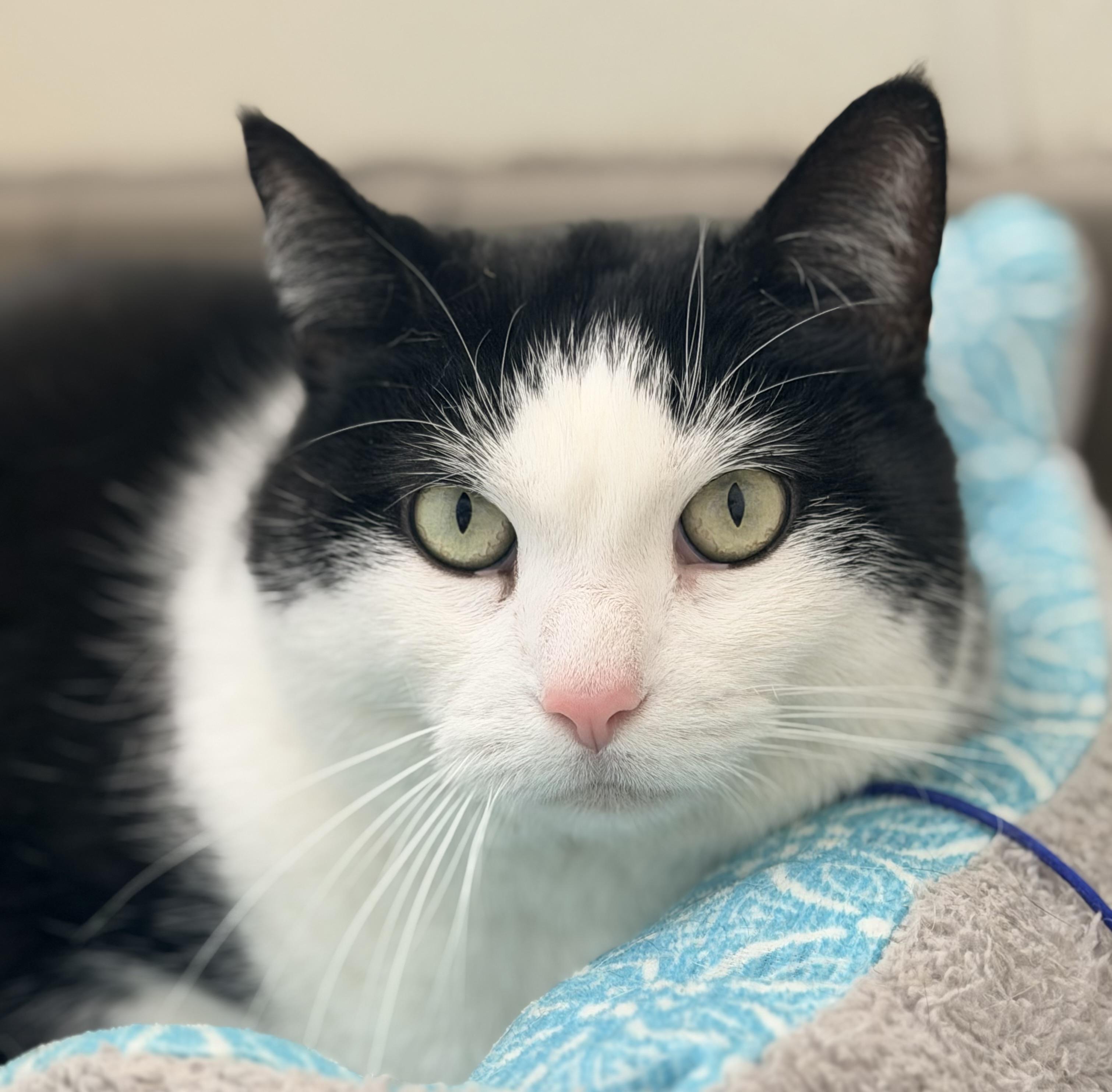 Enlarge Journey, a ADOPTABLE mixed breed in Pittsburgh, PA image 2/4