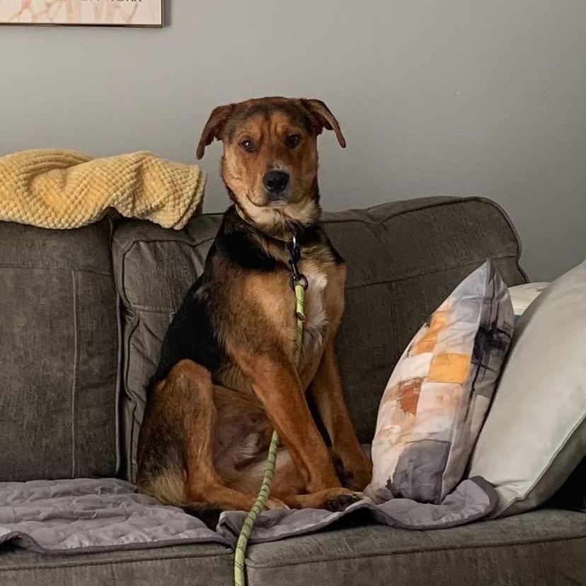 Dave, Adoptable, Young Male Rottweiler & German Shepherd Dog.