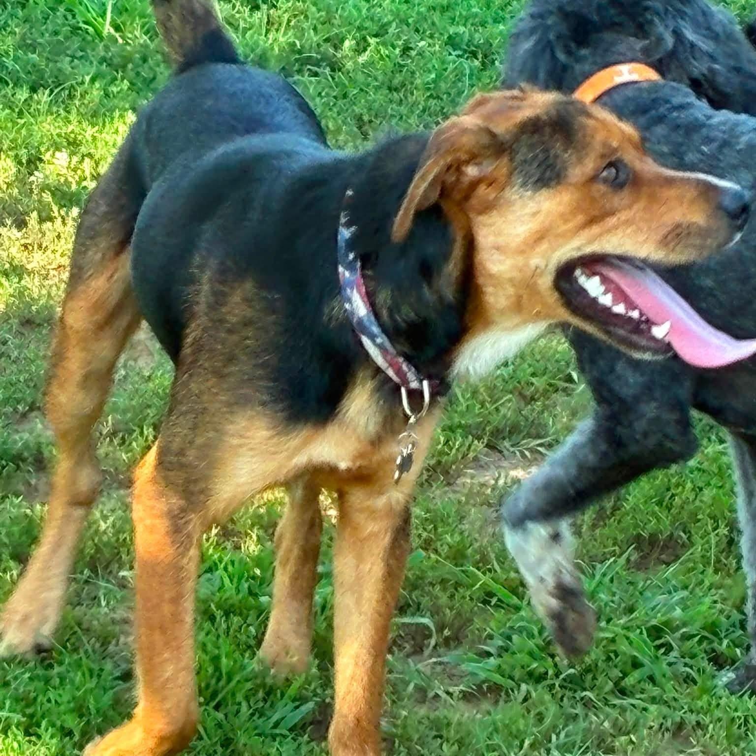 Enlarge Dave, a Adoptable mixed breed in Brentwood, TN image 3/3