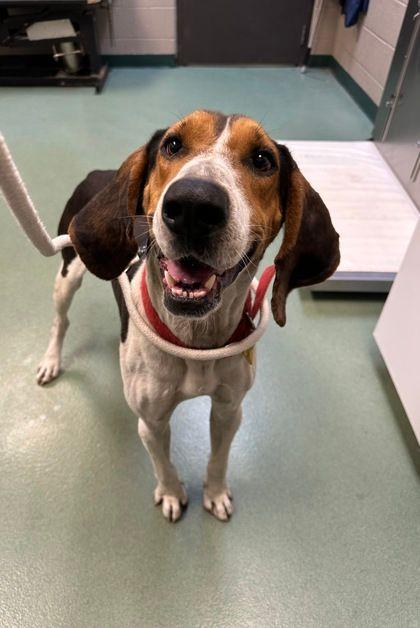 Enlarge Wyatt, a Adoptable mixed breed in Williamsport, PA image 2/2