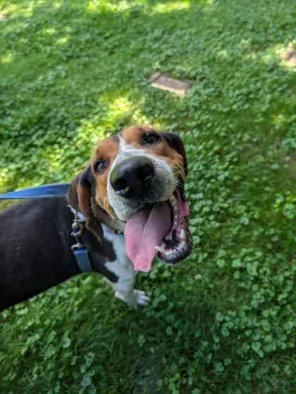Wyatt, Adoptable, Adult Male English Coonhound.