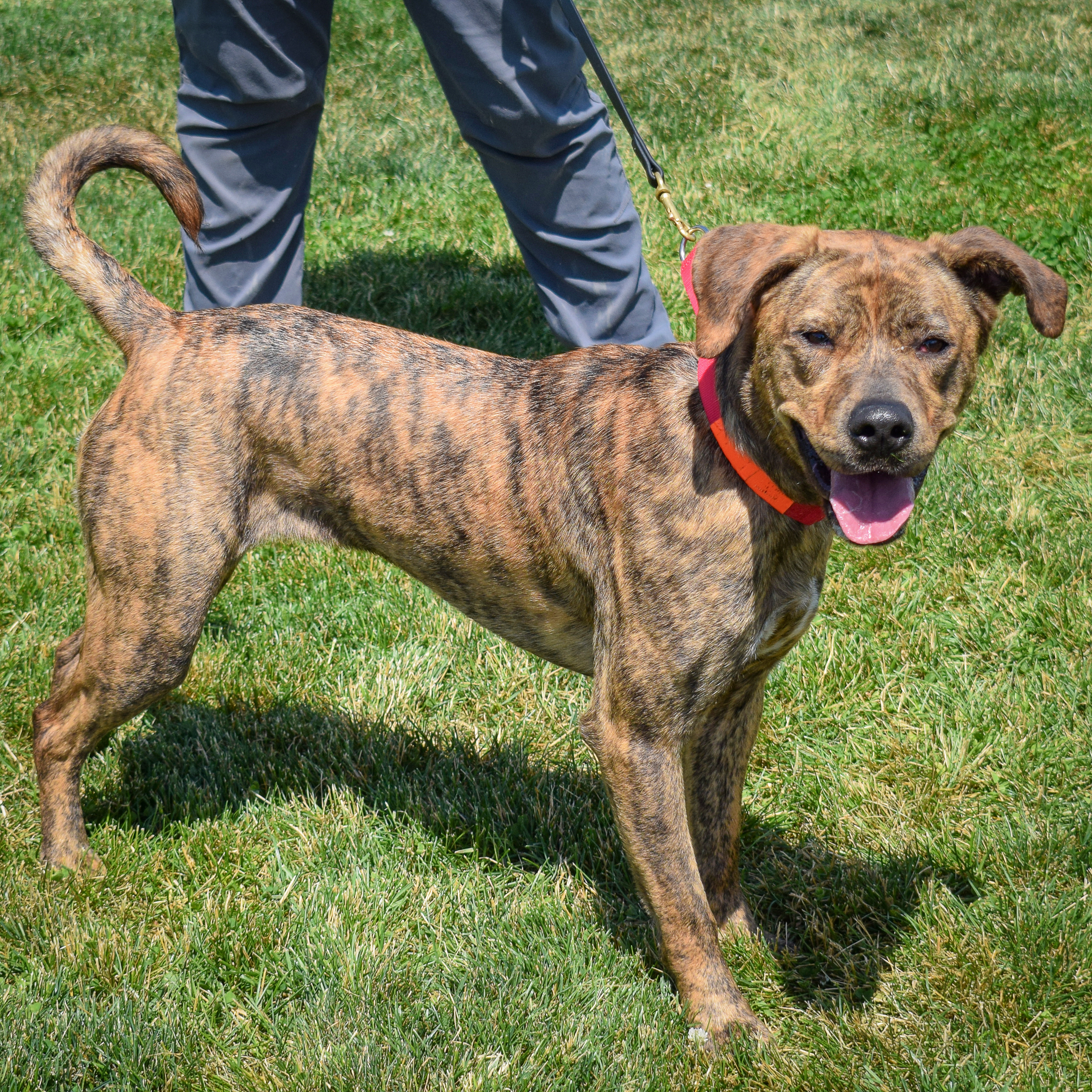 Nala photo 2