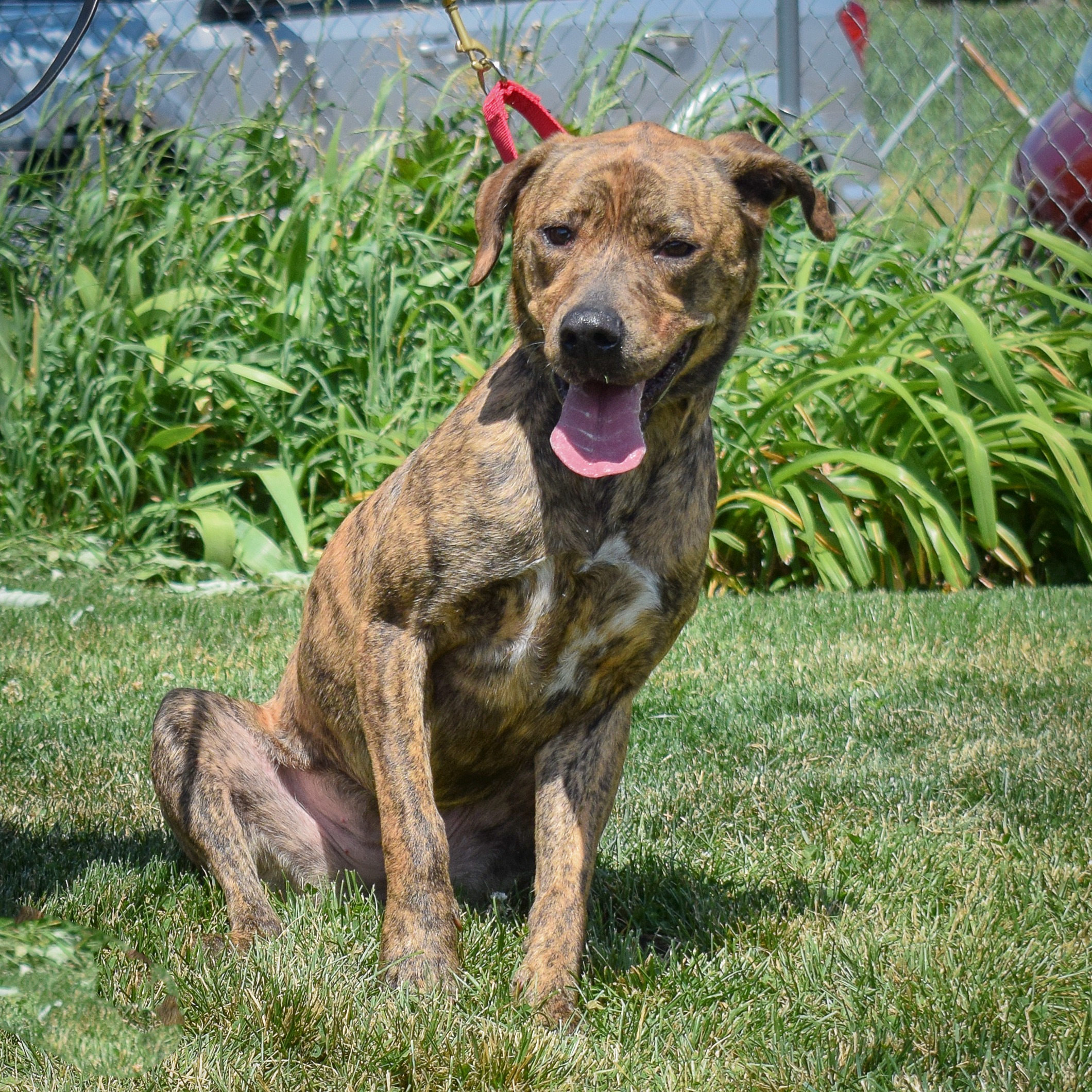 Nala photo 3