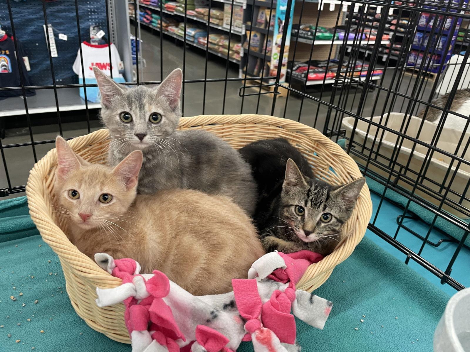 Tuffy, Adopted, Kitten Male Domestic Short Hair.