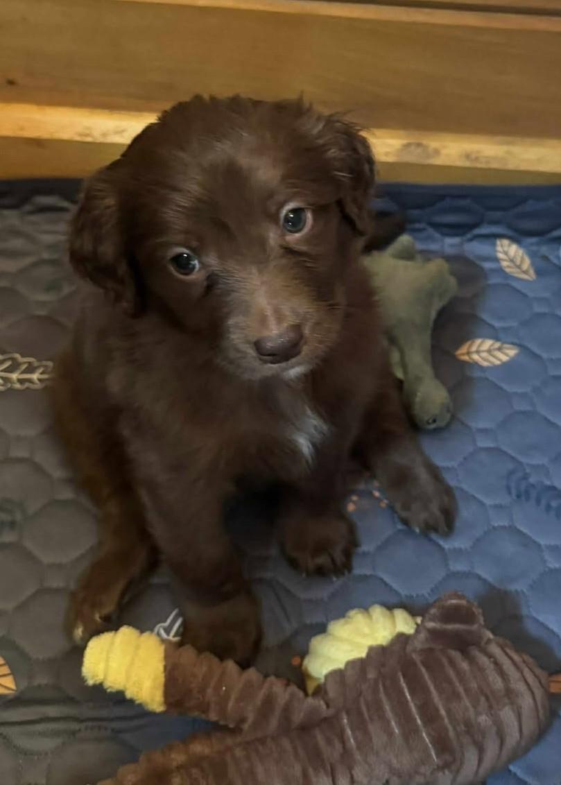 Cobra Bubbles, Baby Male Miniature Poodle