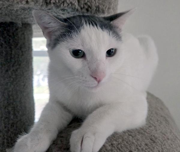 Enlarge GEORGIE, a ADOPTABLE Domestic Short Hair in Gurnee, IL image 2/4