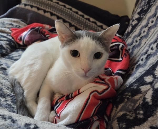 Enlarge GEORGIE, a ADOPTABLE Domestic Short Hair in Gurnee, IL image 3/4