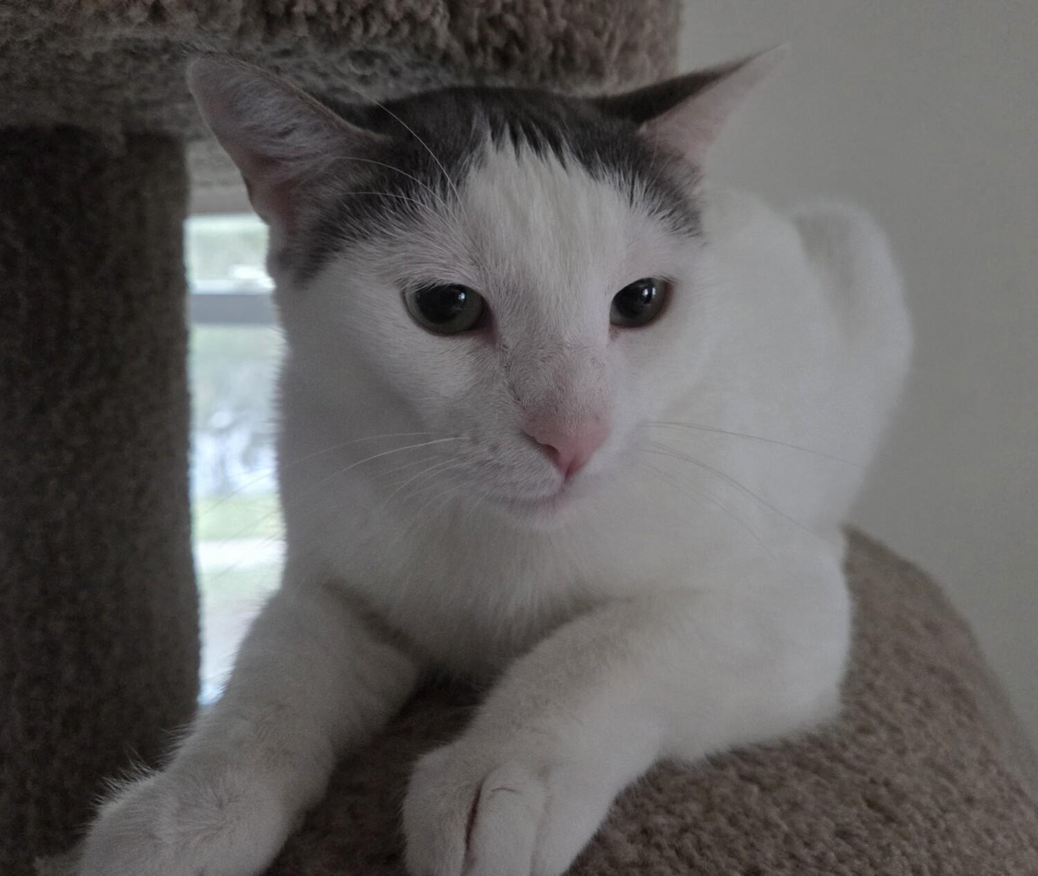 Enlarge GEORGIE, a ADOPTABLE Domestic Short Hair in Gurnee, IL image 4/4