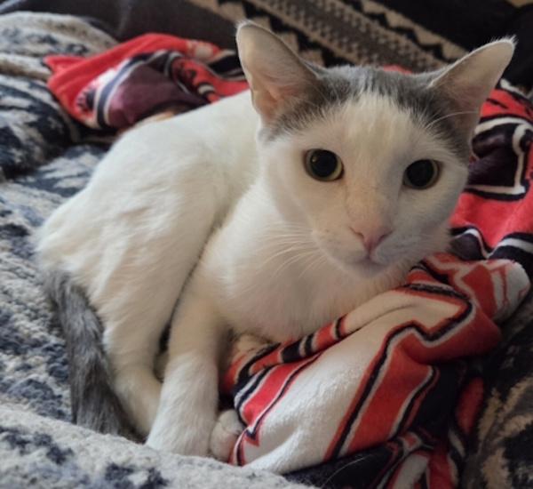 GEORGIE, ADOPTABLE, Young Female Domestic Short Hair.