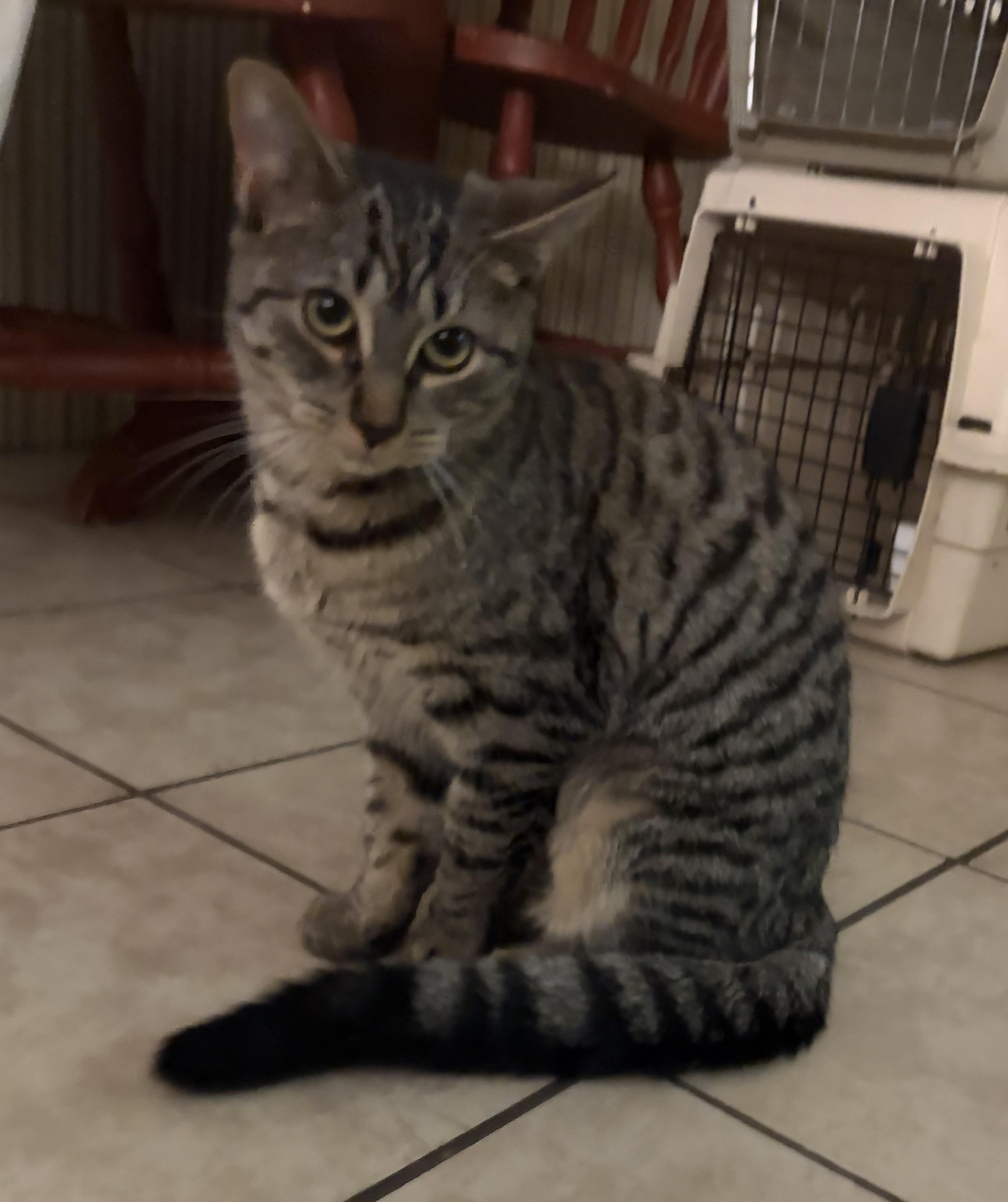 Savannah, ADOPTABLE, Young Female Domestic Short Hair.