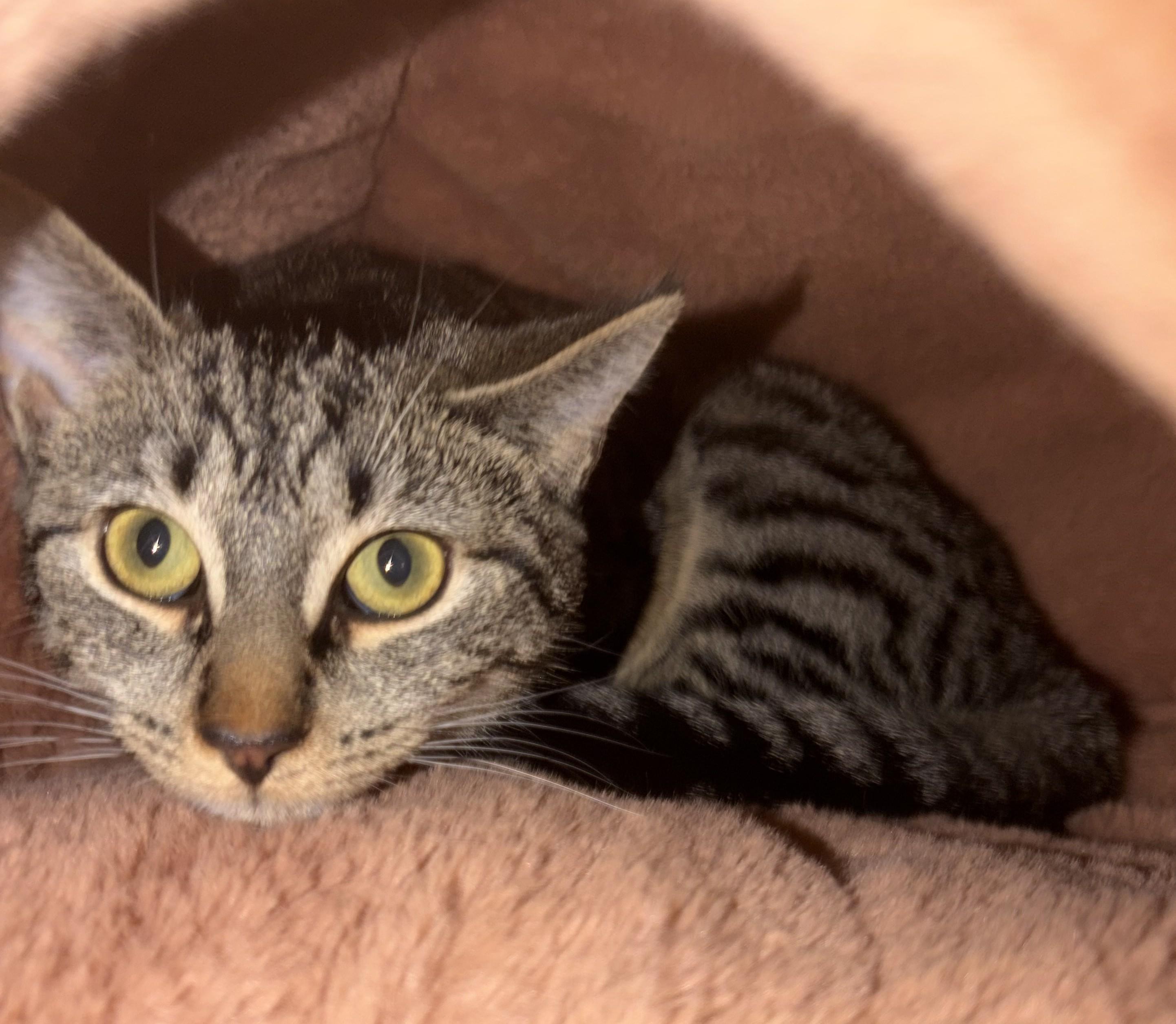 Enlarge Savannah, a ADOPTABLE Domestic Short Hair in Avon, NY image 2/2