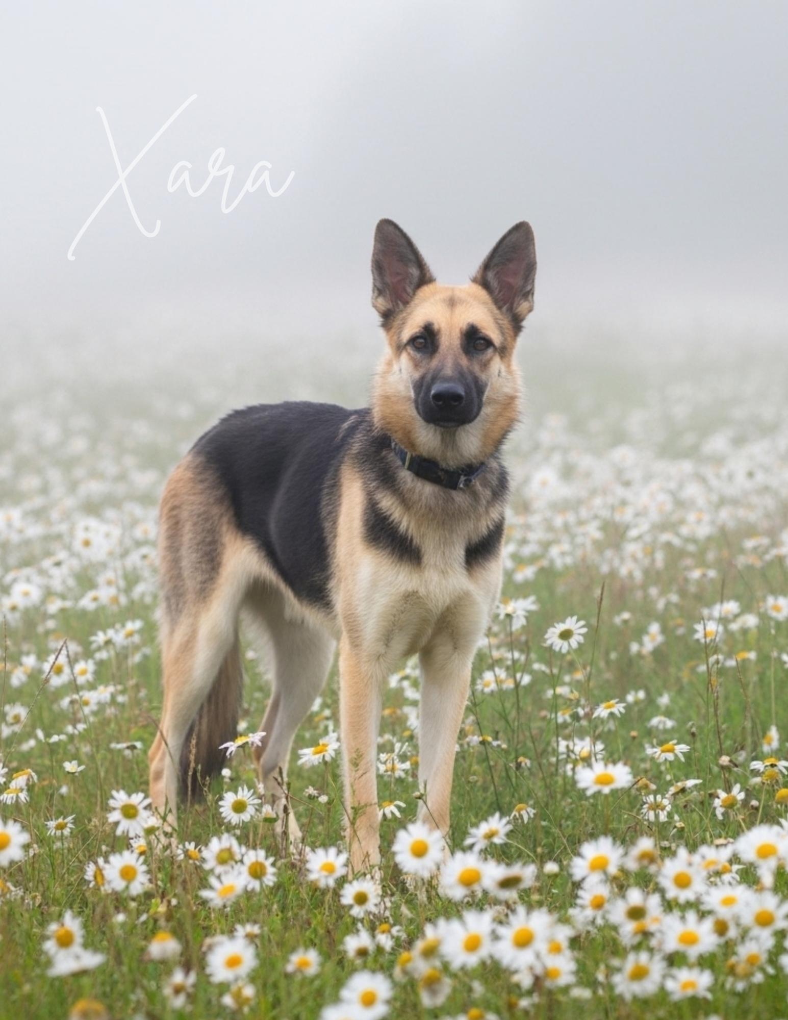 XARA GS — thumbnail 3