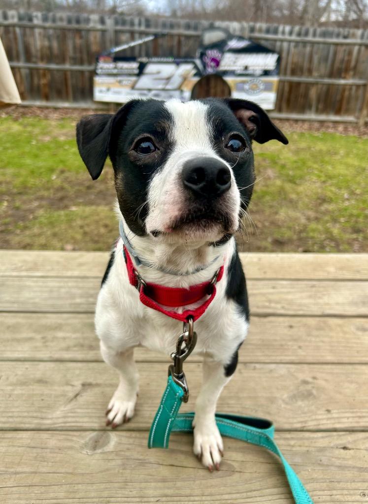 Baxter, Adoptable, Adult Male Terrier & Pit Bull Terrier.