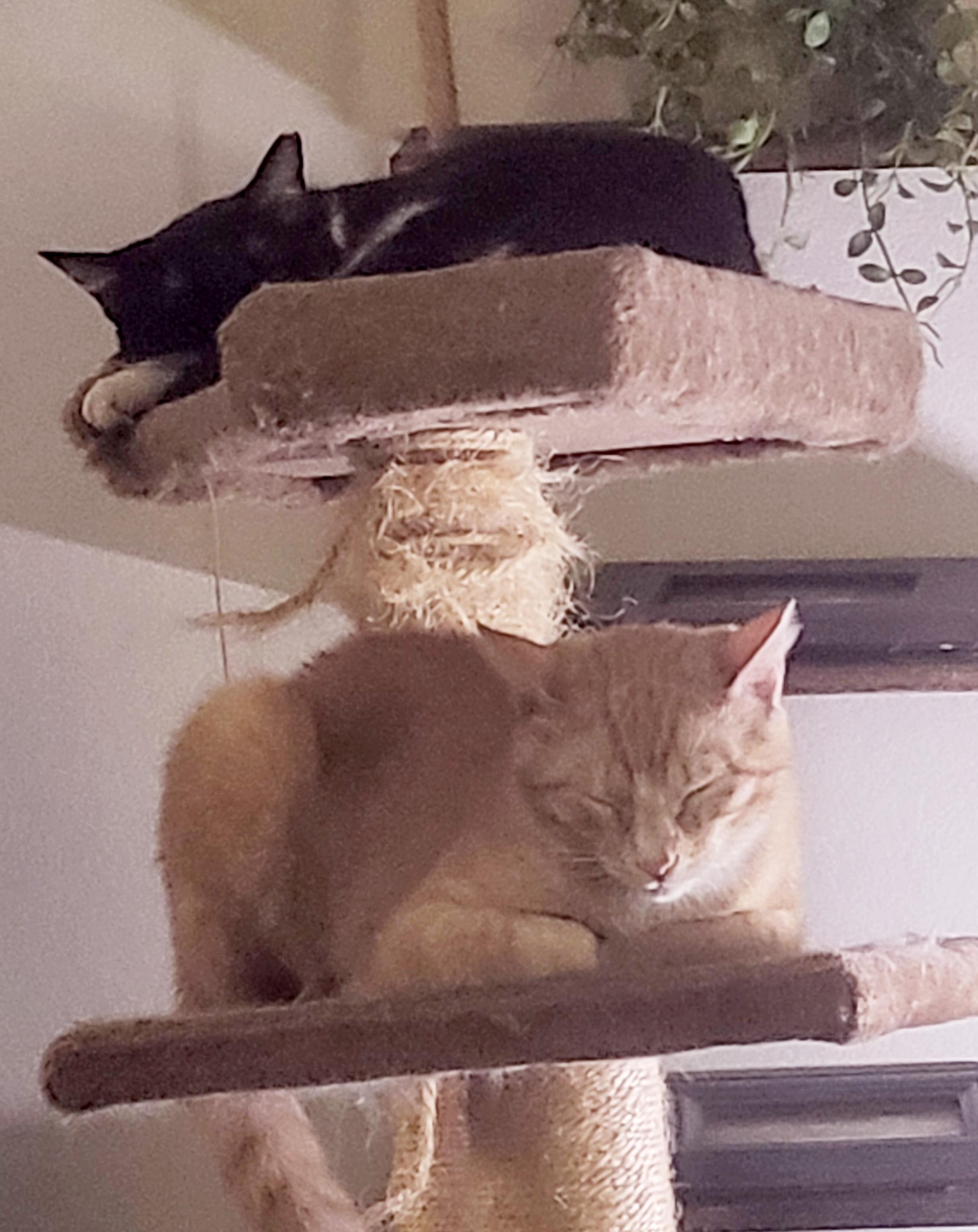 Romeo (Courtesy Post)