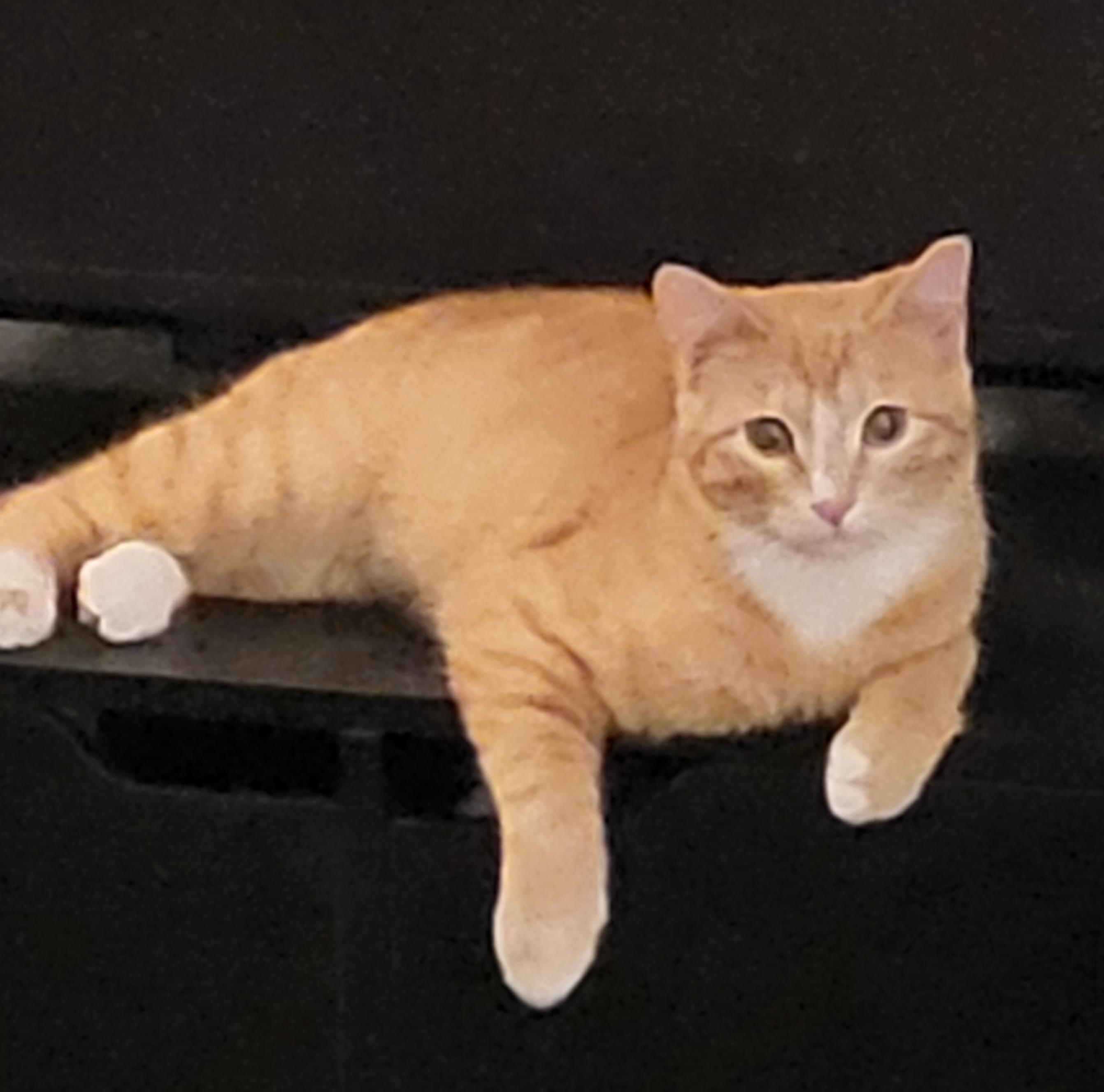 Romeo (Courtesy Post)