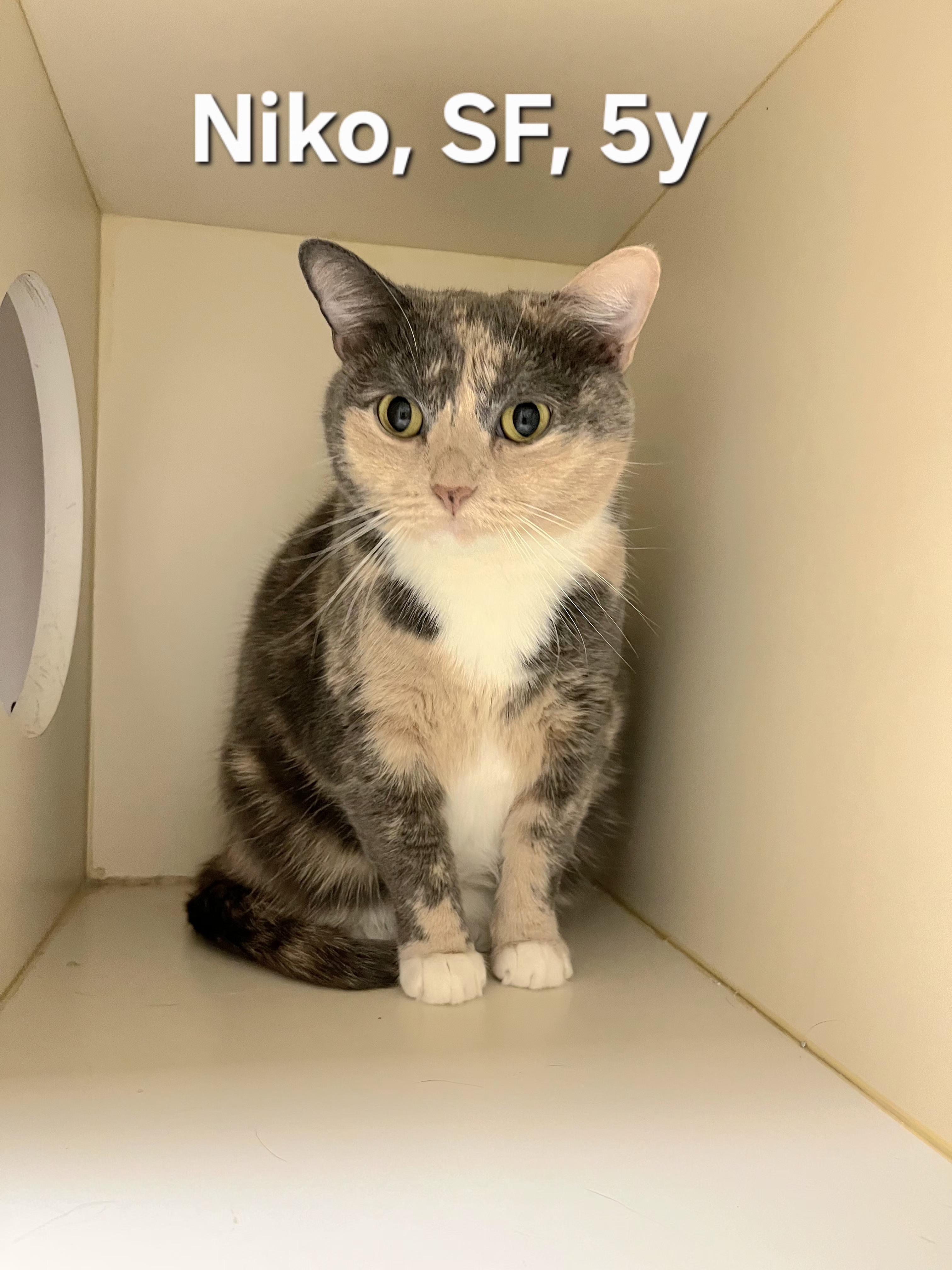 Niko, adopted, Adult Female Domestic Short Hair.