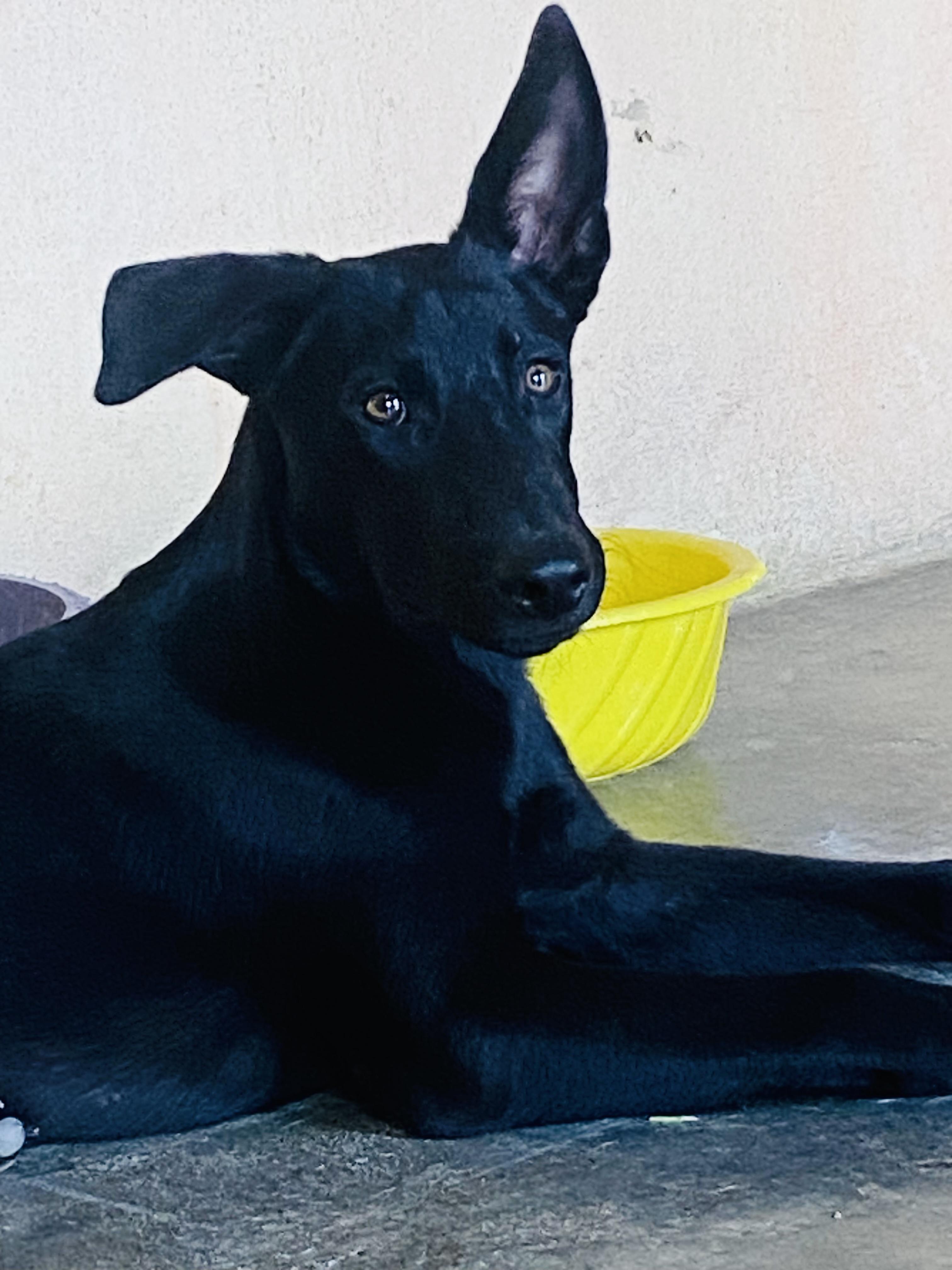 Jack 2