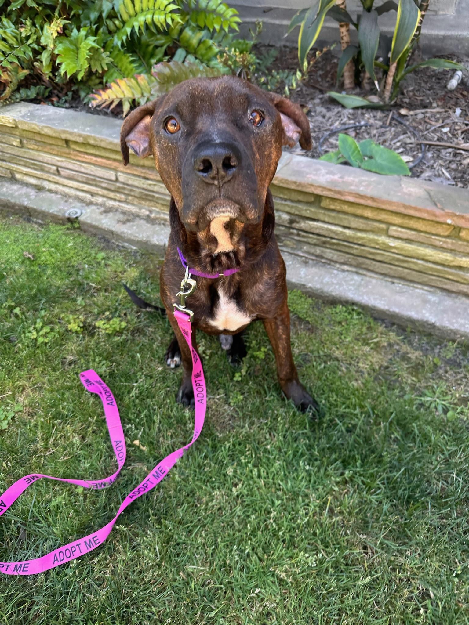 Enlarge Milton, a Adoptable Shepherd in Long Beach, CA image 1/6
