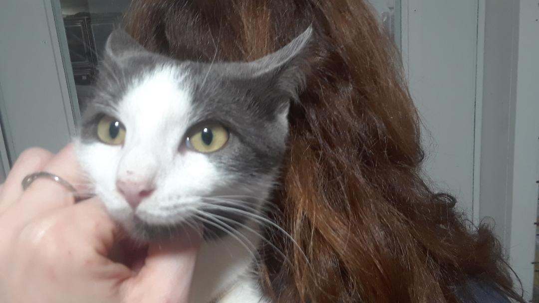 Enlarge Samwise, a Adoptable Domestic Short Hair in Millerton, PA image 3/6