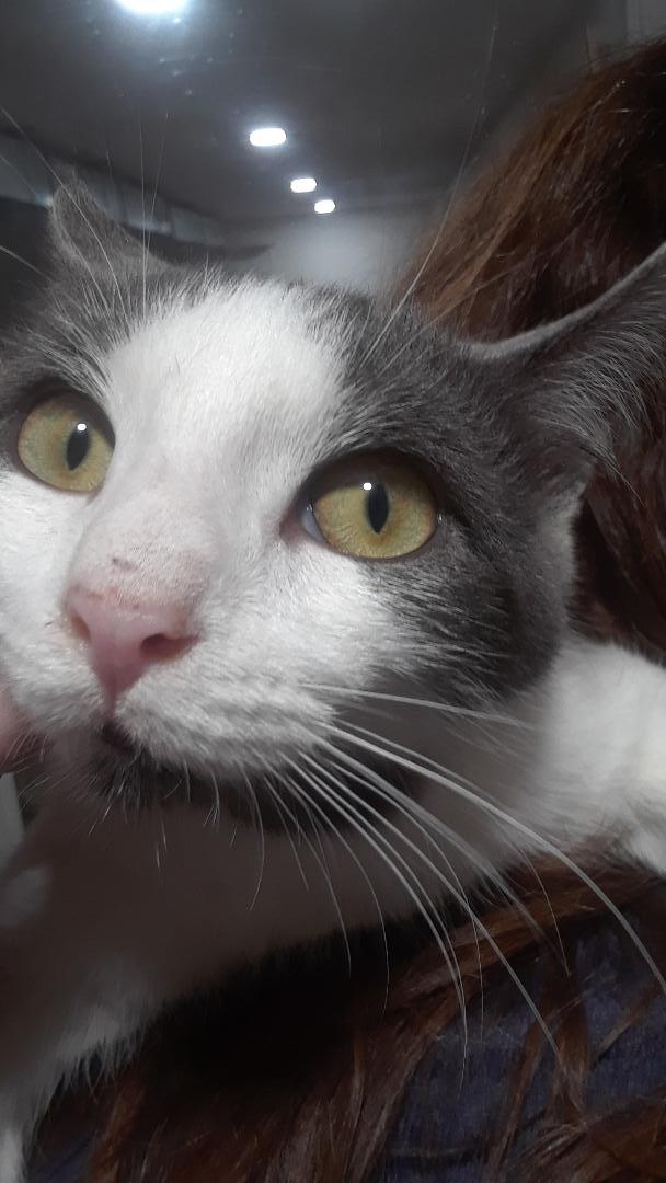 Enlarge Samwise, a Adoptable Domestic Short Hair in Millerton, PA image 2/6