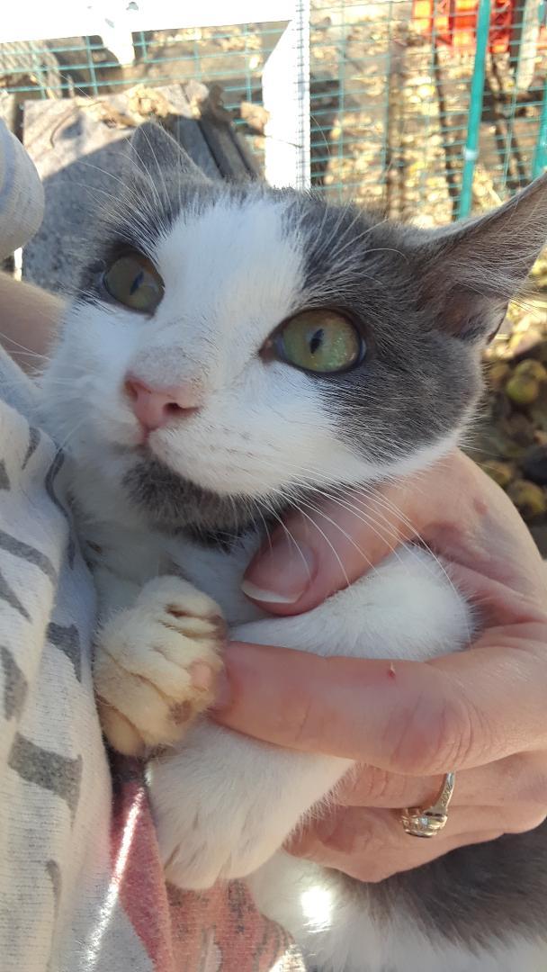 Enlarge Samwise, a Adoptable Domestic Short Hair in Millerton, PA image 5/6