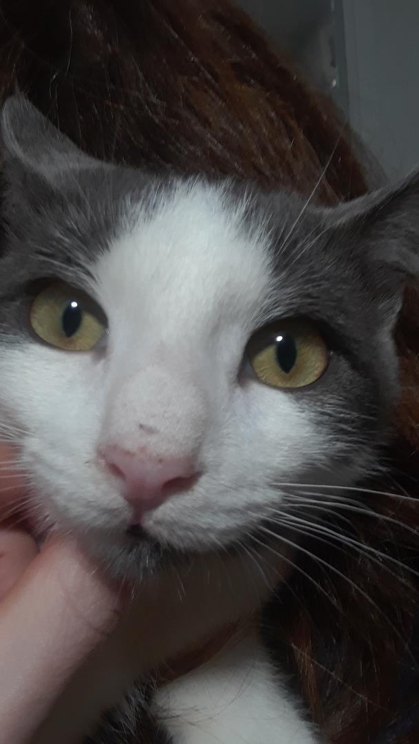 Samwise, Adoptable, Young Male Domestic Short Hair.