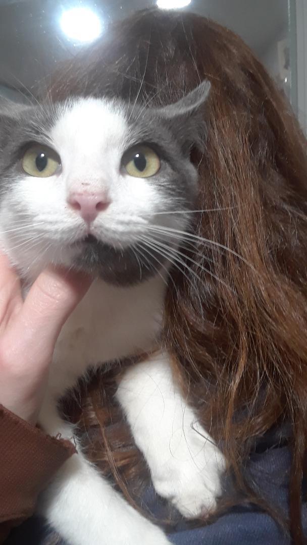 Samwise, Adoptable, Young Male Domestic Short Hair.