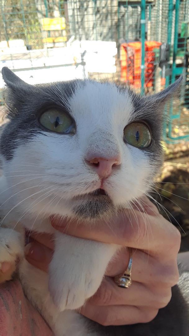 Enlarge Samwise, a Adoptable Domestic Short Hair in Millerton, PA image 6/6