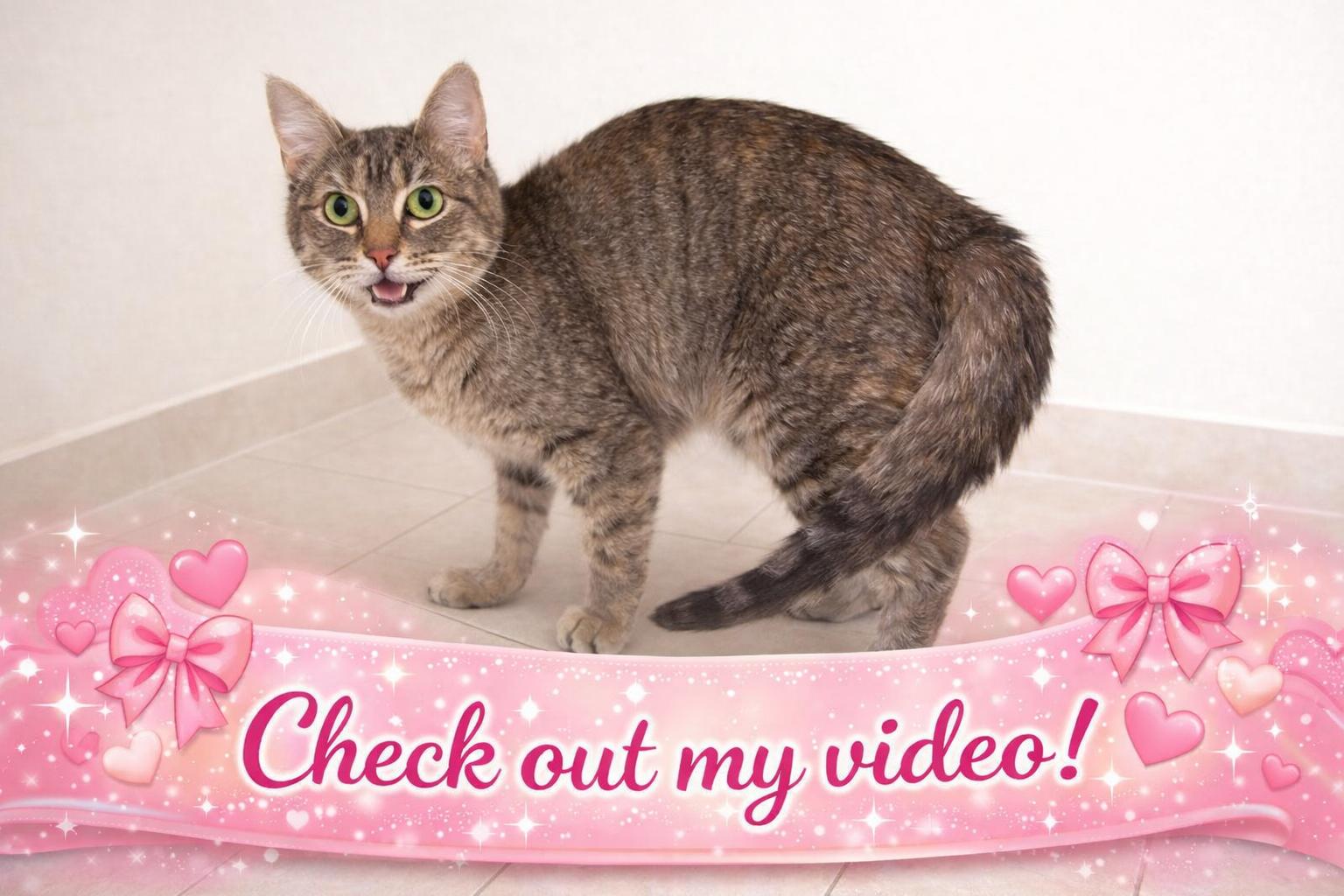 Enlarge Mia, a Adoptable mixed breed in Hillsboro, TX image 2/6