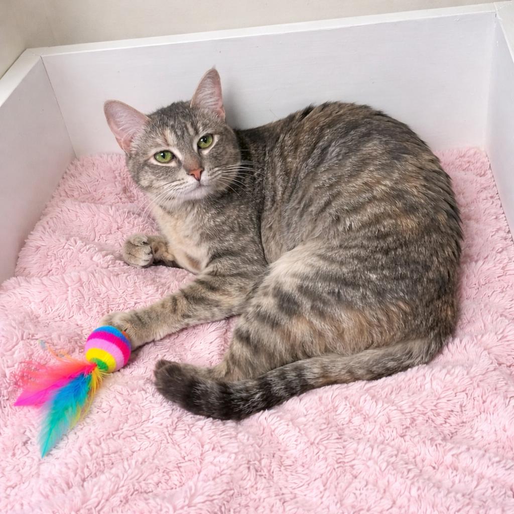 Mia, Adoptable, Kitten Female Torbie & Tabby.