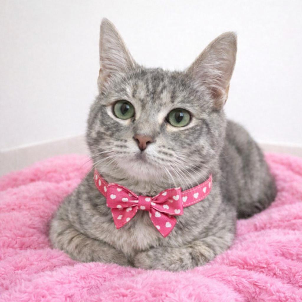 Enlarge Mia, a Adoptable mixed breed in Hillsboro, TX image 3/6