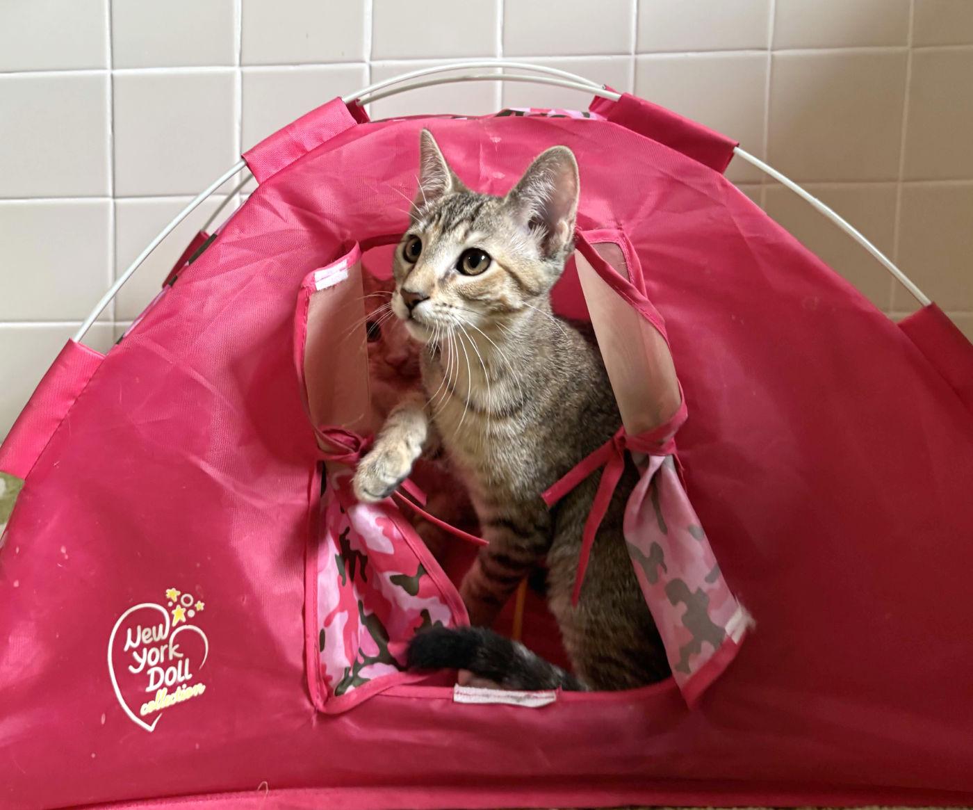 Annabelle, a ADOPTABLE mixed breed in Manitou Springs, CO image 4/6