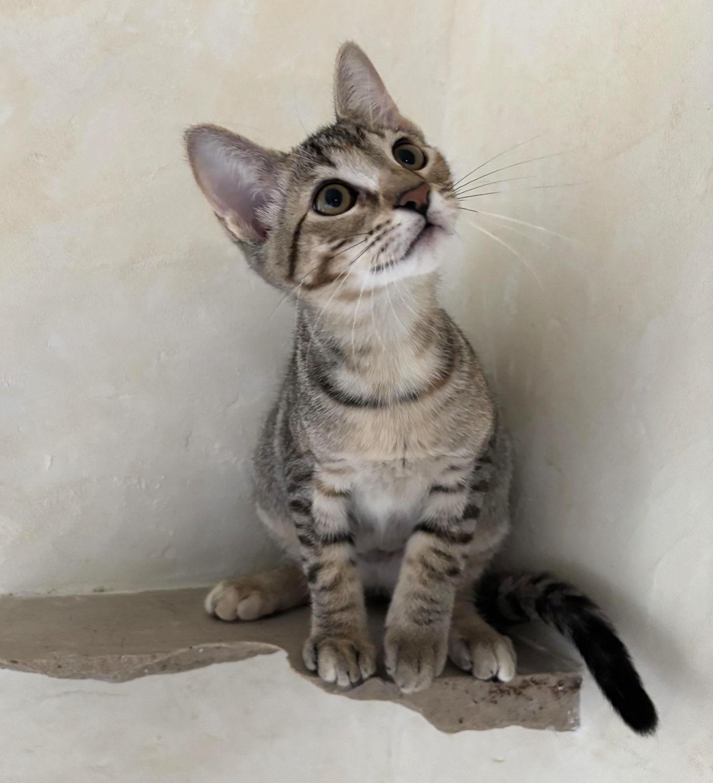 Annabelle, a ADOPTABLE mixed breed in Manitou Springs, CO image 2/6