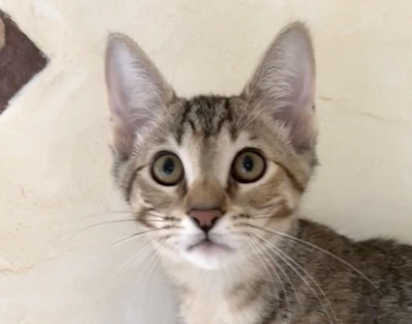 Annabelle, ADOPTABLE, Kitten Female Domestic Short Hair.