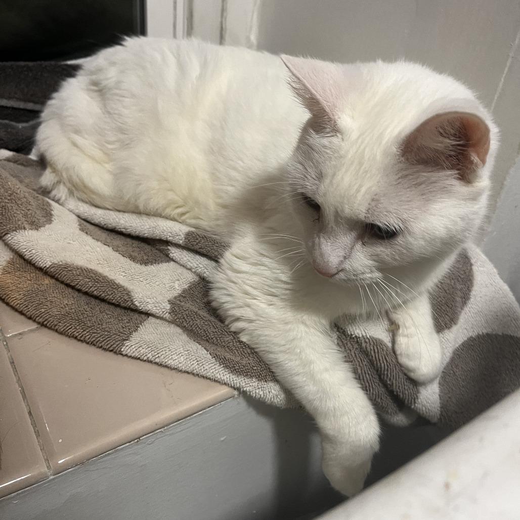 Missy Elliot, Adoptable, Senior Female Domestic Short Hair.