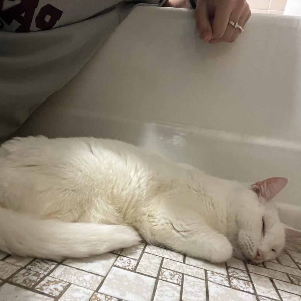 Enlarge Missy Elliot, a Adoptable Domestic Short Hair in Philadelphia, PA image 1/6