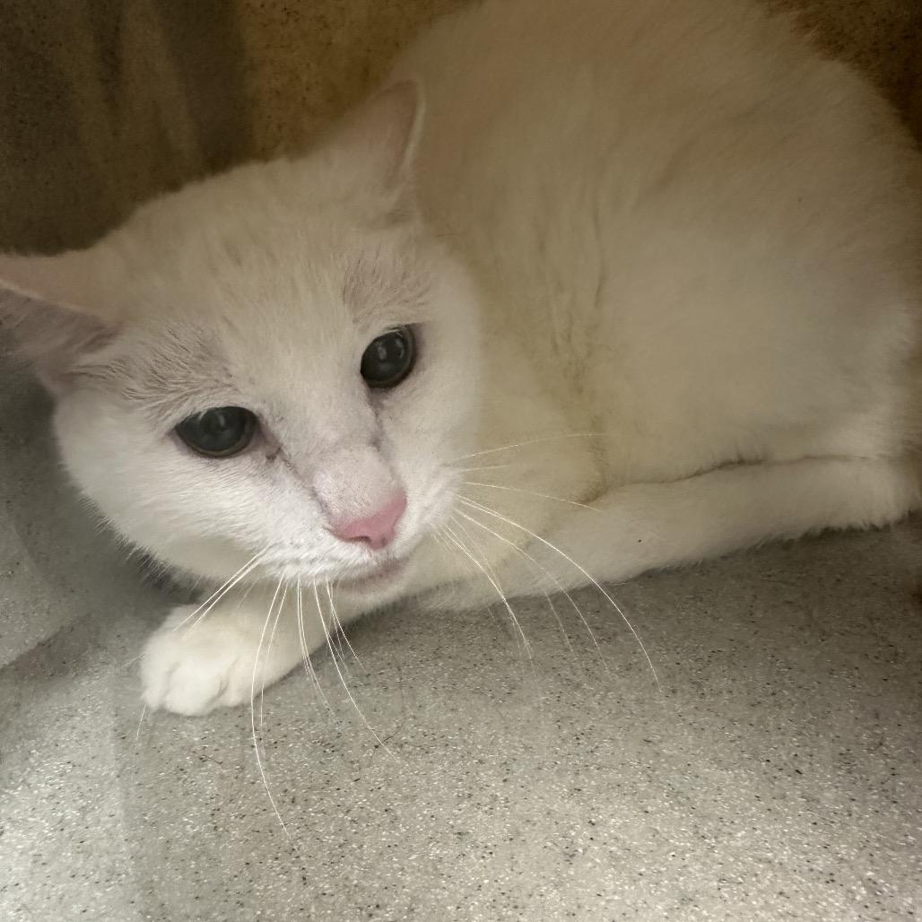 Missy Elliot, a Adoptable Domestic Short Hair in Philadelphia, PA image 3/6