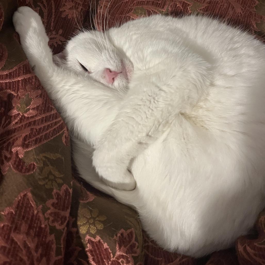 Missy Elliot, Adoptable, Senior Female Domestic Short Hair.