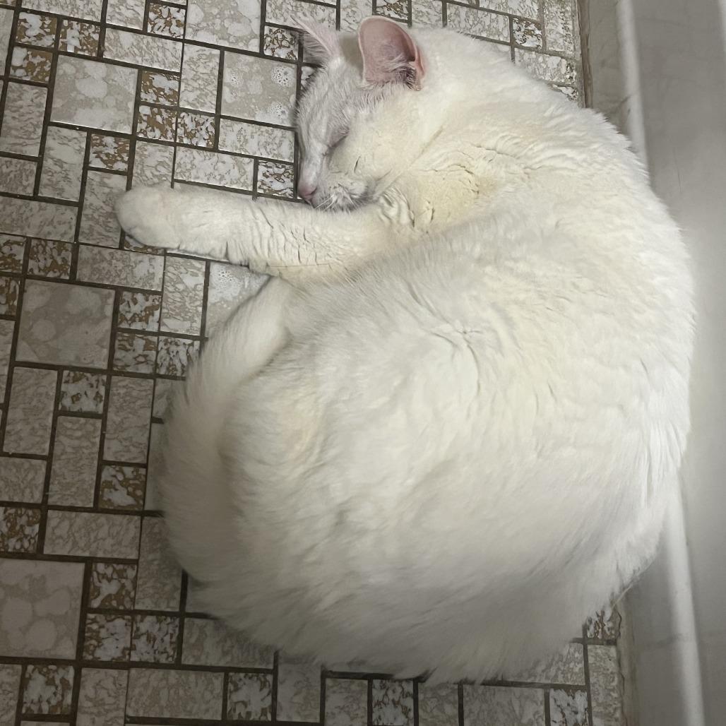 Enlarge Missy Elliot, a Adoptable Domestic Short Hair in Philadelphia, PA image 2/6