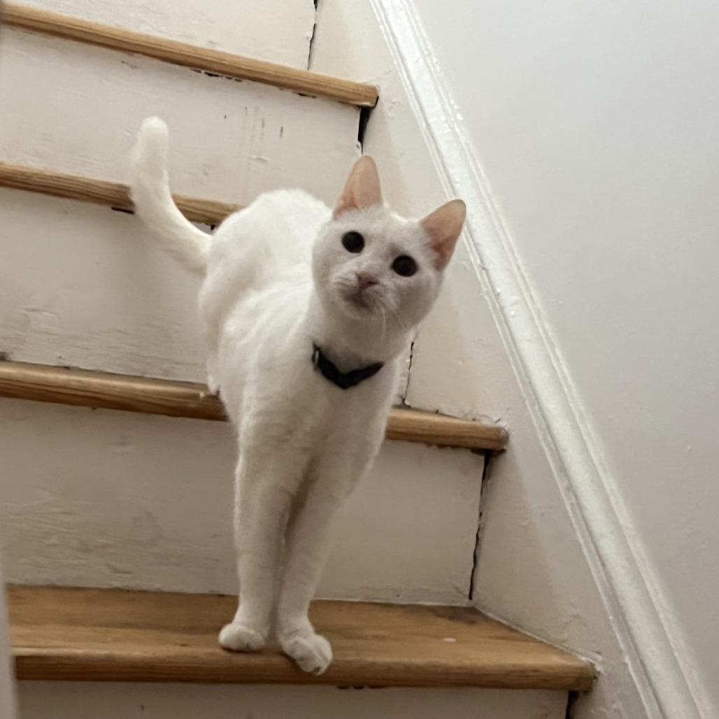 Enlarge Missy Elliot, a Adoptable Domestic Short Hair in Philadelphia, PA image 4/6