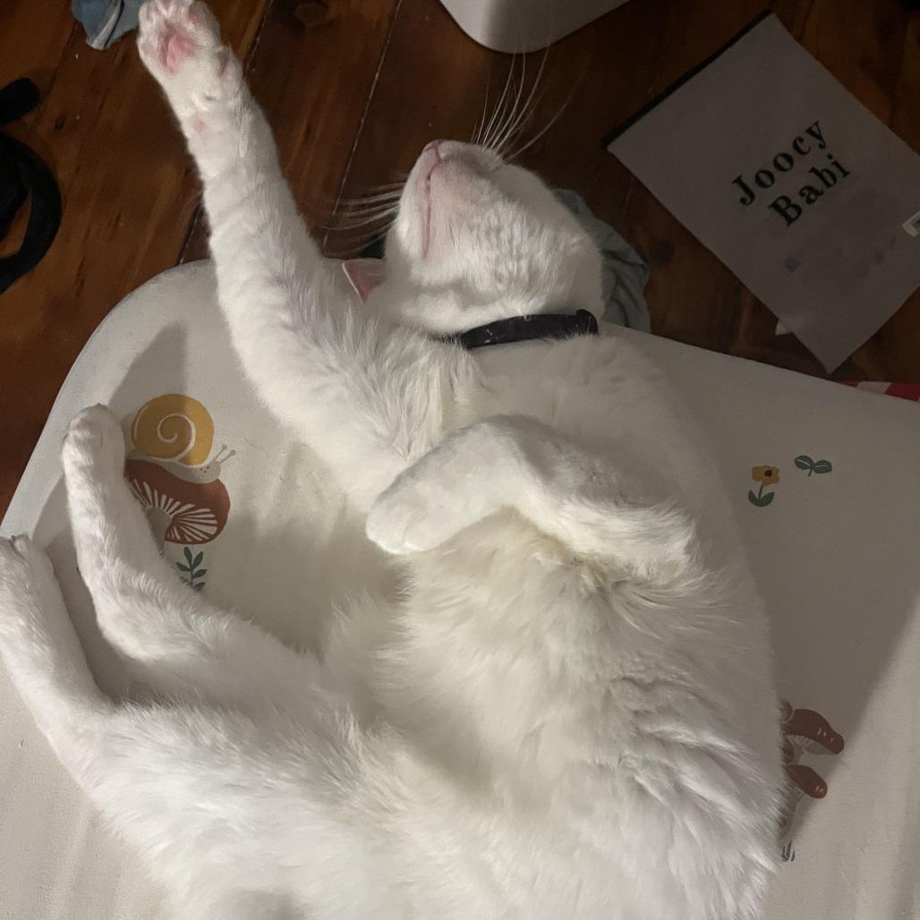 Missy Elliot, Adoptable, Senior Female Domestic Short Hair.