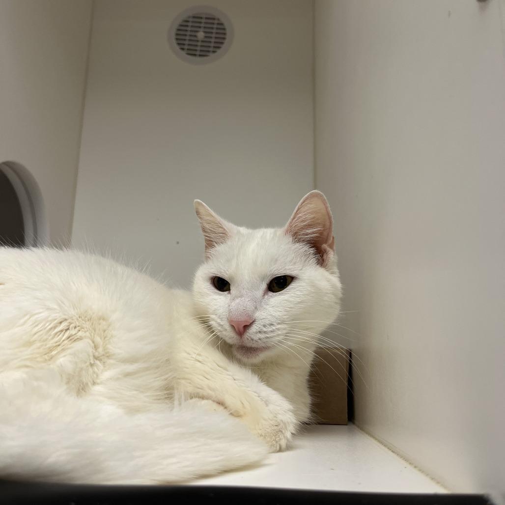 Missy Elliot, a Adoptable Domestic Short Hair in Philadelphia, PA image 4/6