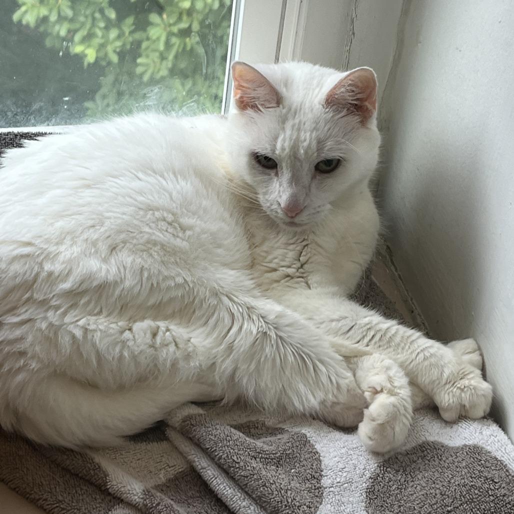 Missy Elliot, a Adoptable Domestic Short Hair in Philadelphia, PA image 6/6