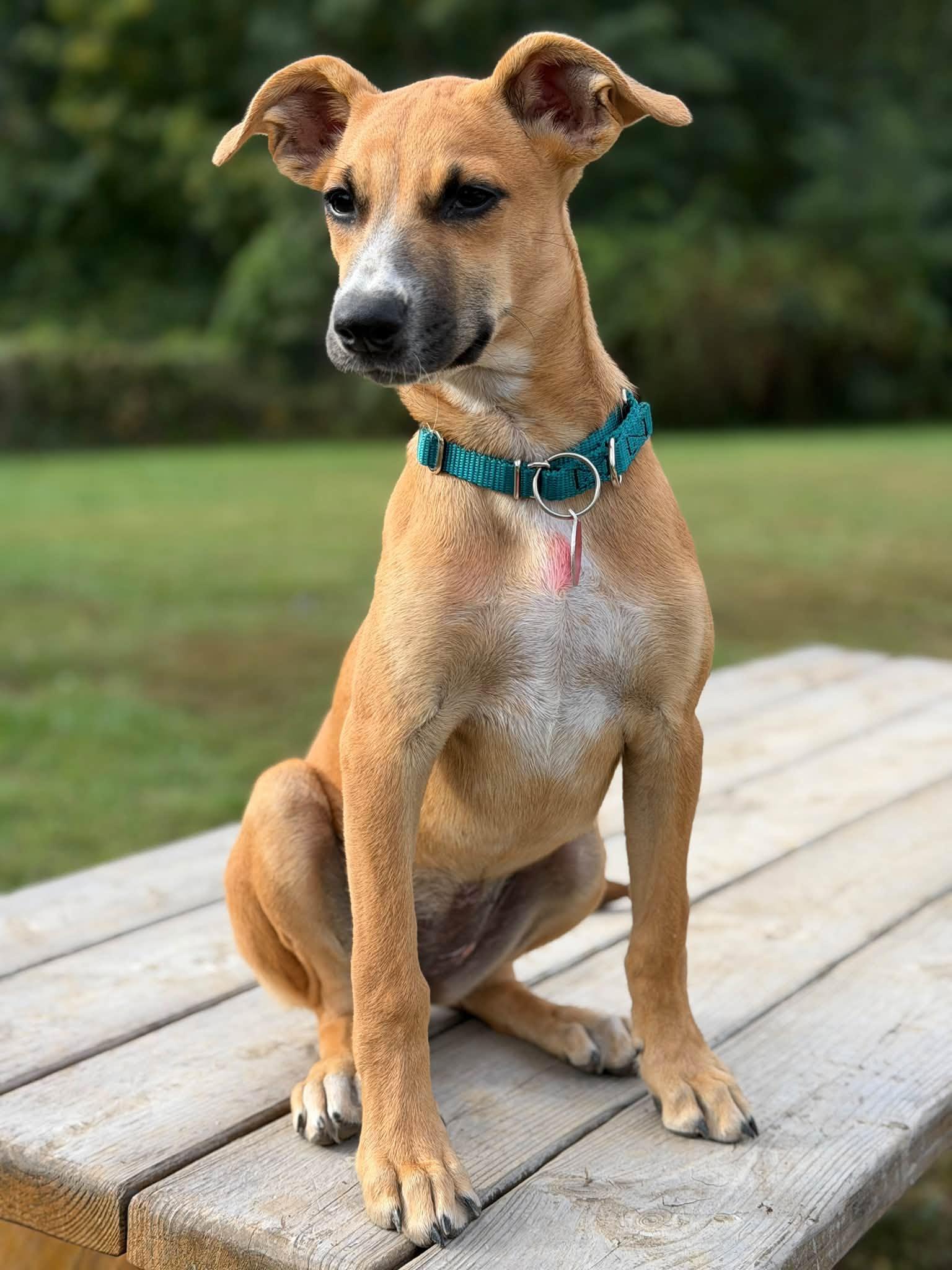 Enlarge Cherry HERE IN NH, a Adoptable Mixed Breed in Northwood, NH image 6/6