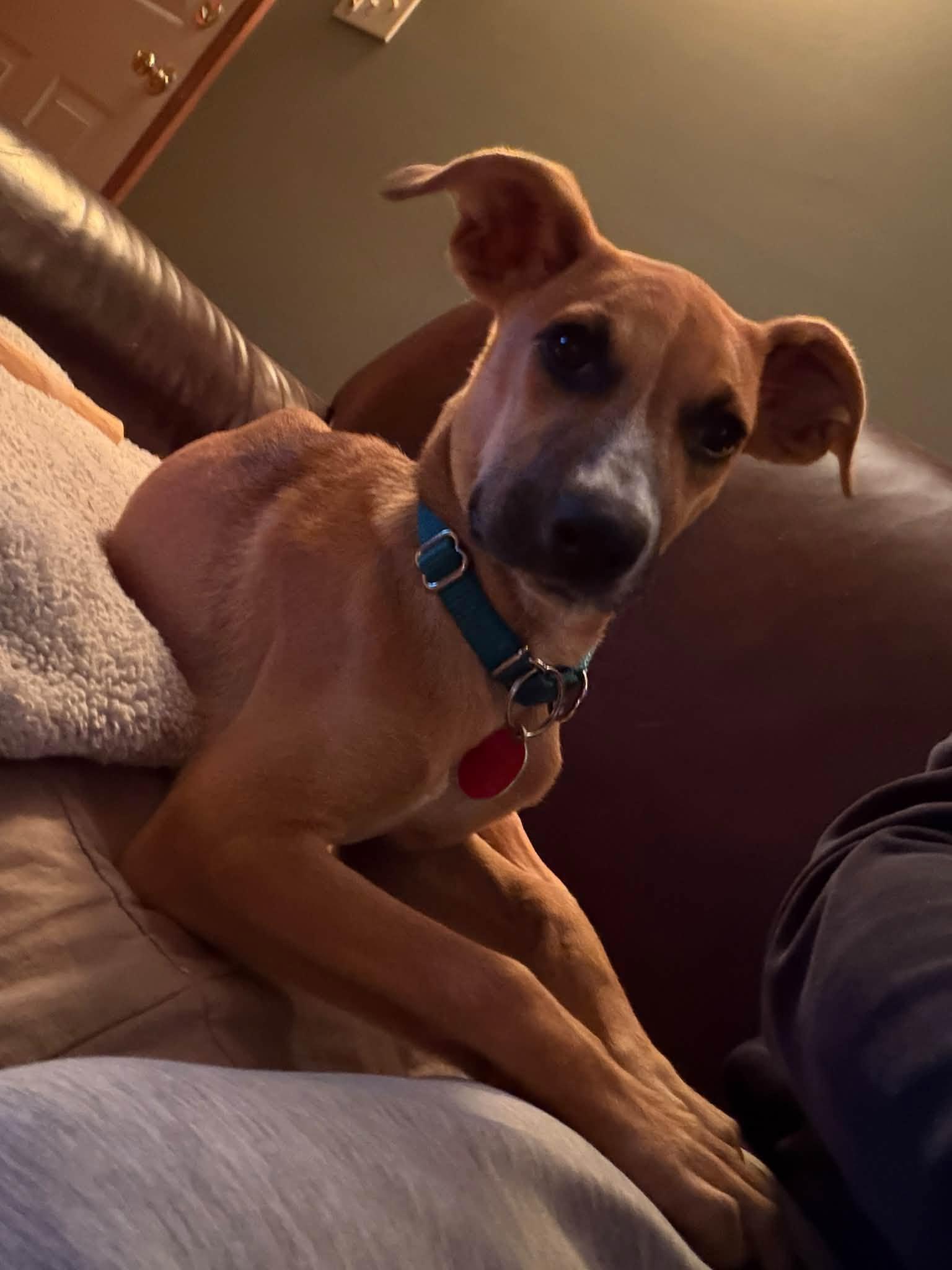 Enlarge Cherry HERE IN NH, a Adoptable Mixed Breed in Northwood, NH image 5/6