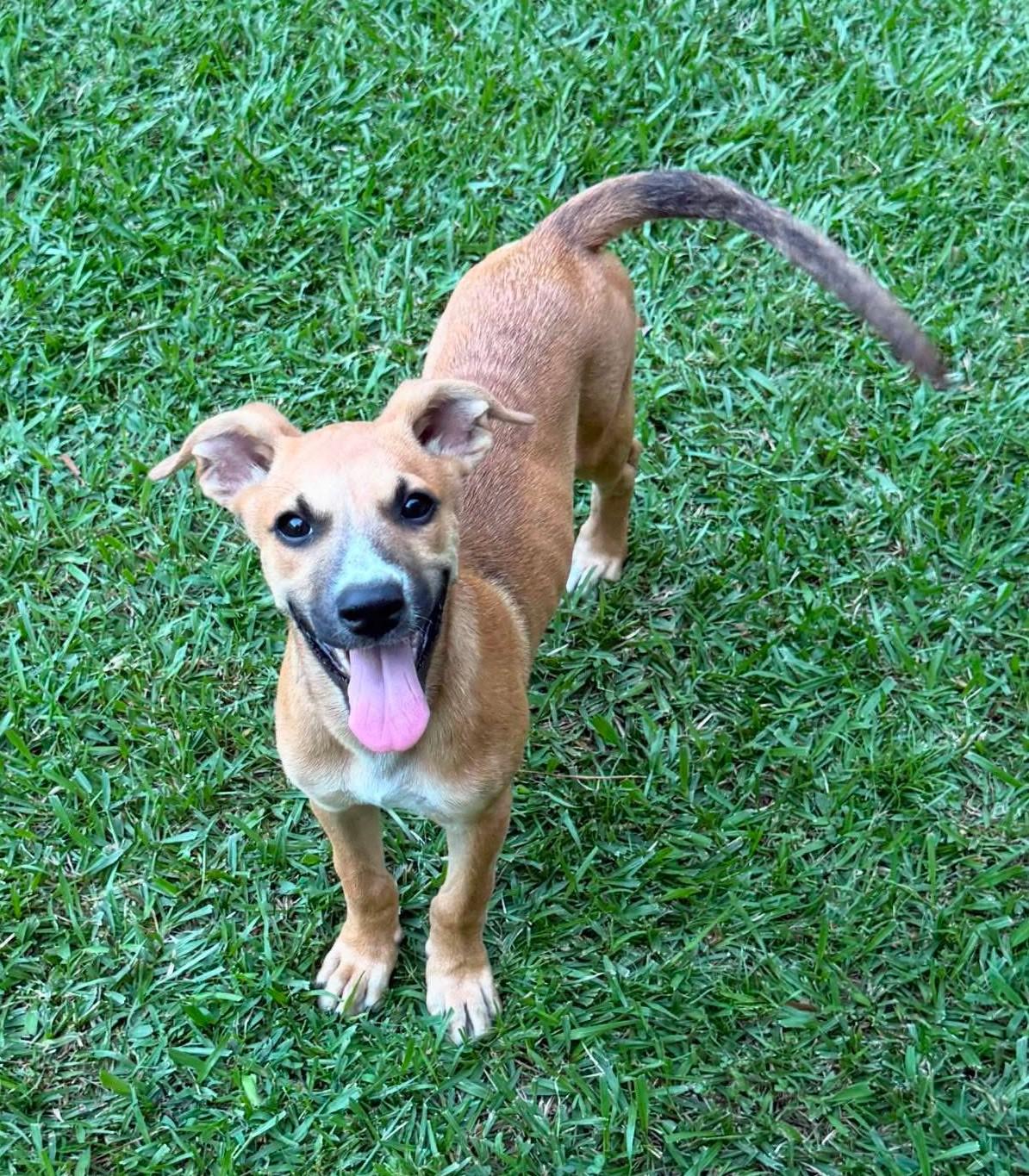 Enlarge Cherry, a ADOPTABLE Mixed Breed in Northwood, NH image 3/4